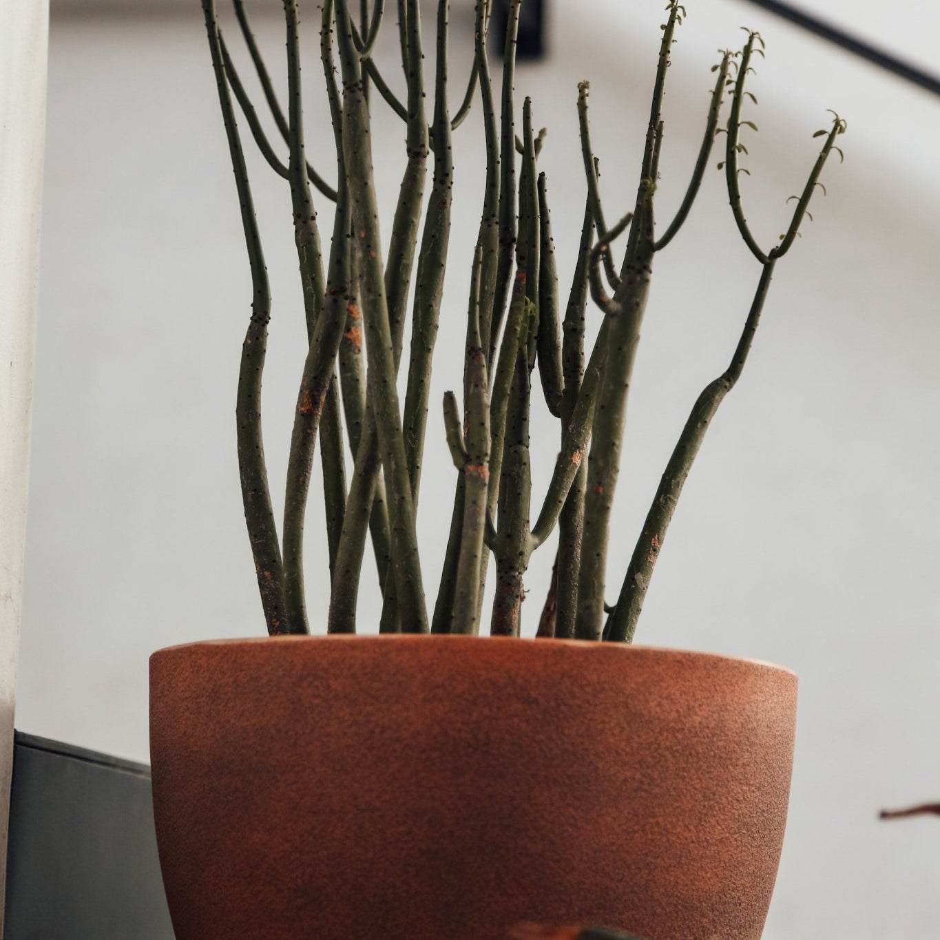 Pencil Cactus: What is it? - Varnish + Vine
