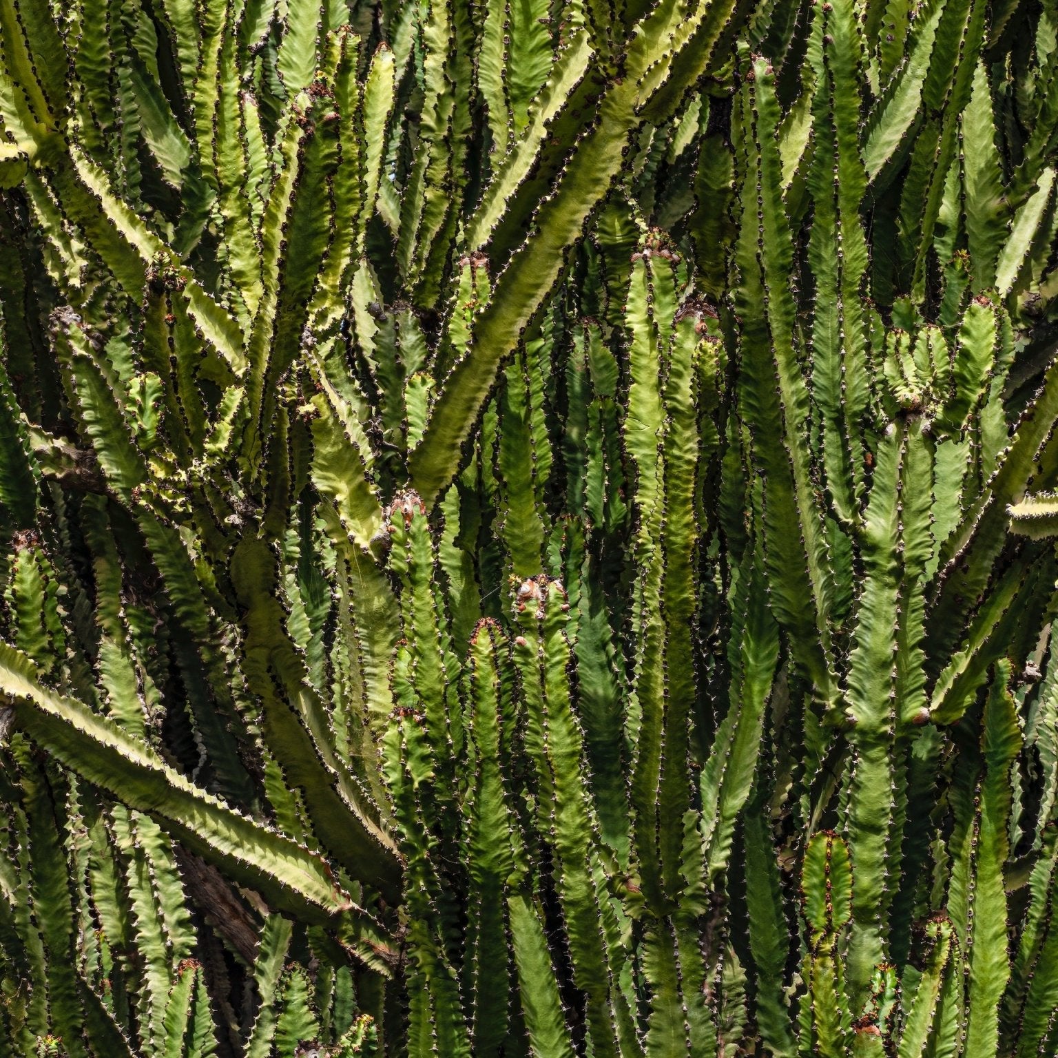 Peruvian Apple Cactus Care Guide - Varnish + Vine