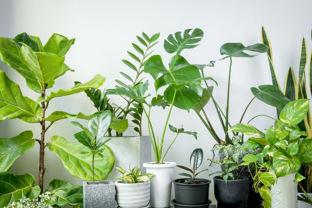 Plant Care Tips for Seniors: Easy-to-Maintain Cactus and Tropical Plants for a Healthy Home Environment - Varnish + Vine