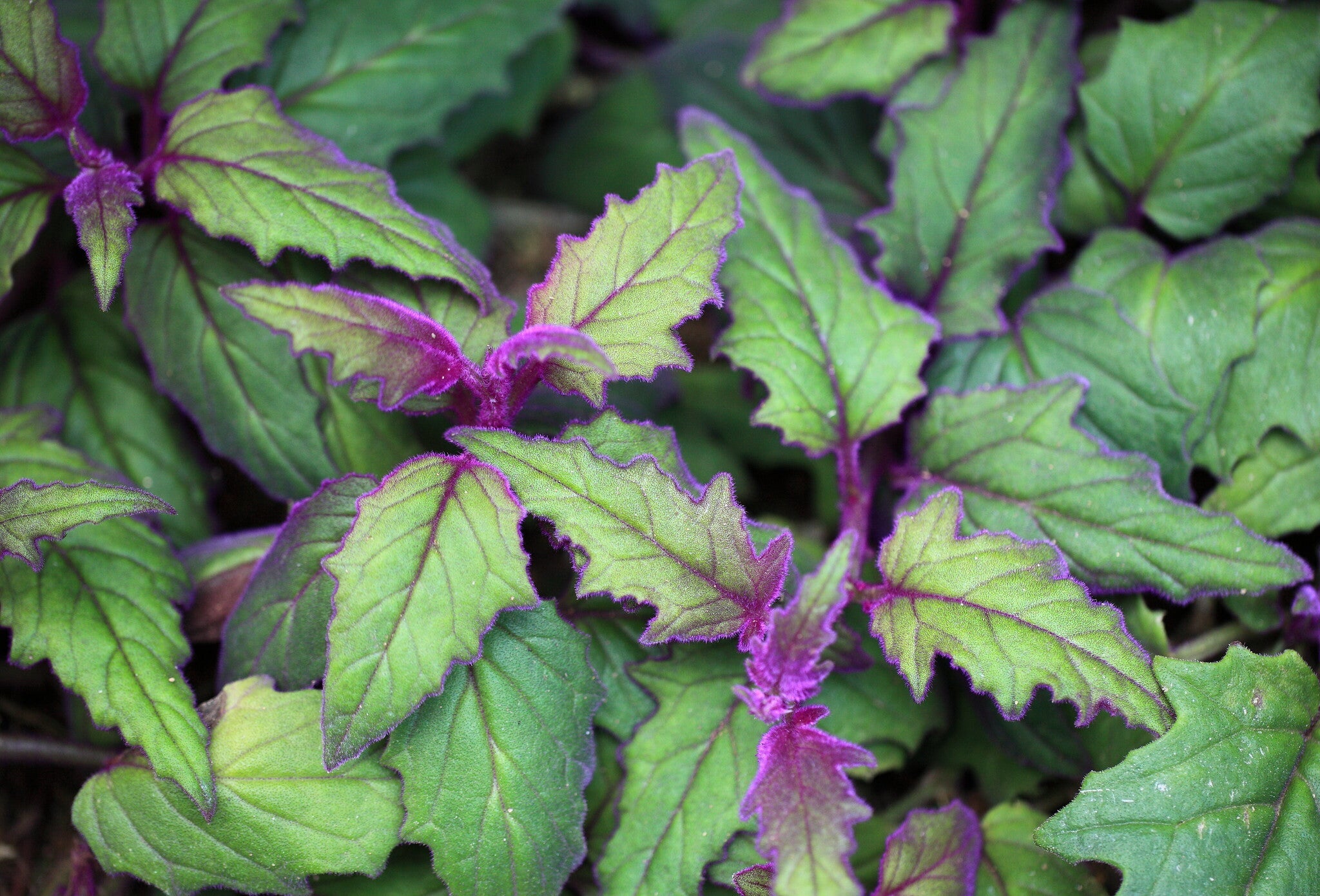 Purple Passion Plant Care Guide - Varnish + Vine