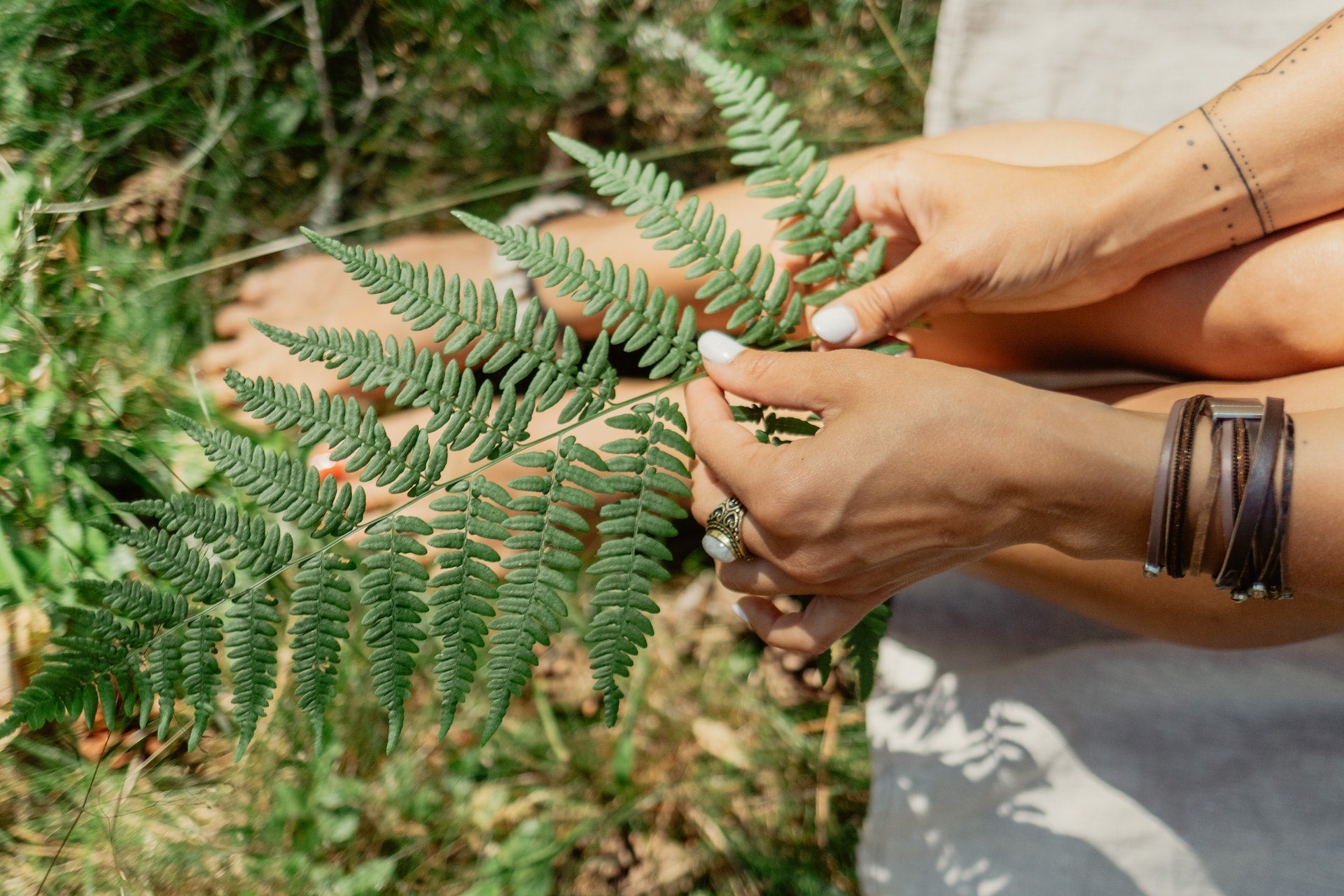 Rabbit Foot Fern: Fun Facts and Care Guide - Varnish + Vine
