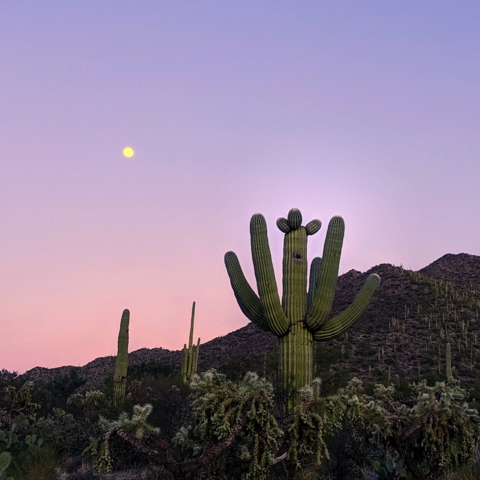 Saguaro Cactus: What is it? How Does it Grow? - Varnish + Vine