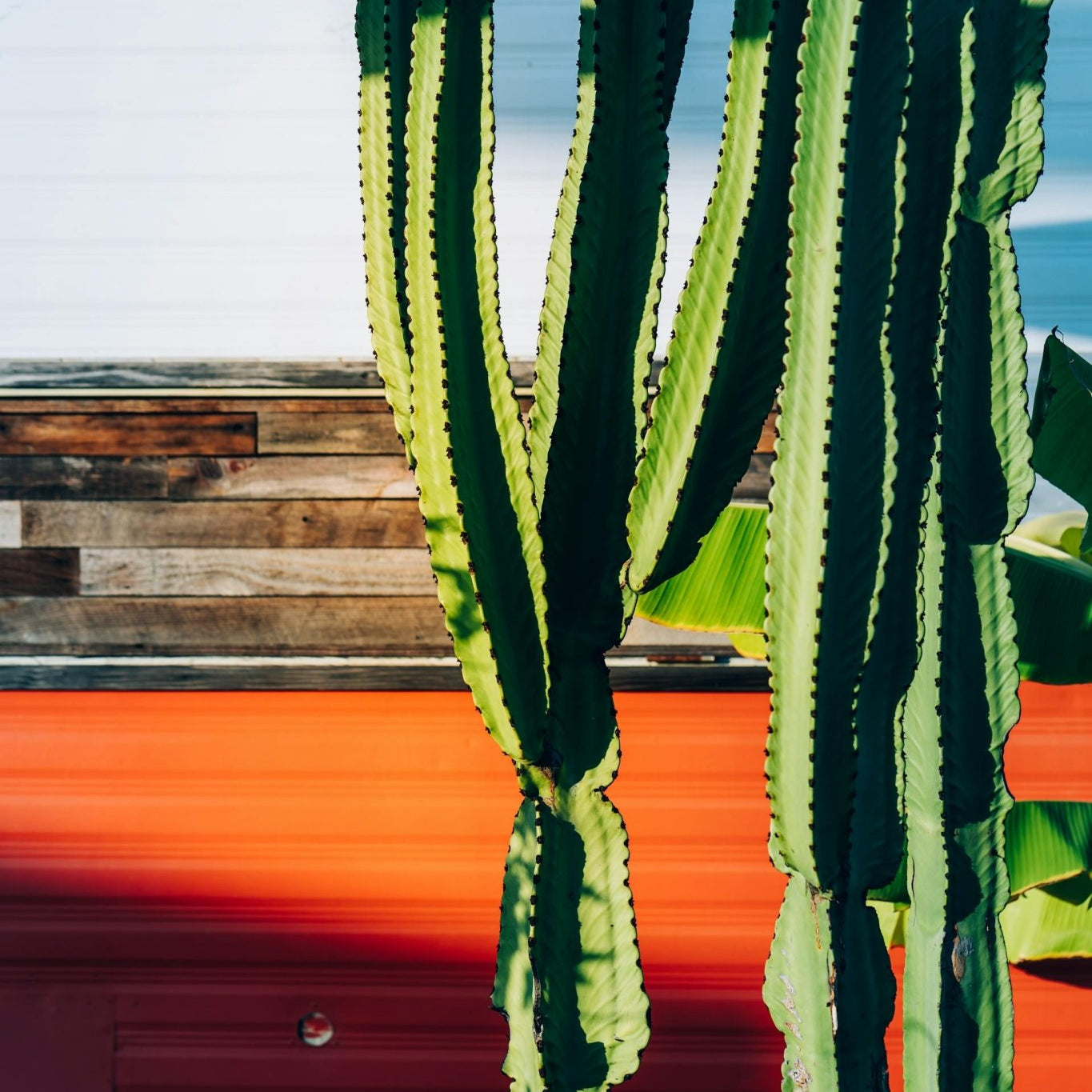San Pedro Cacti Care Guide - Varnish + Vine