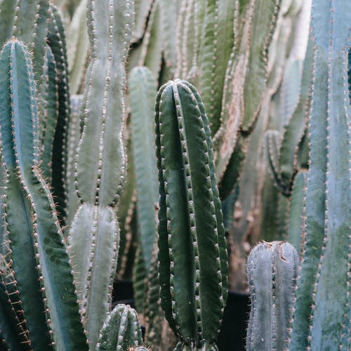 San Pedro Cactus History, Traditions, and Lore - Varnish + Vine
