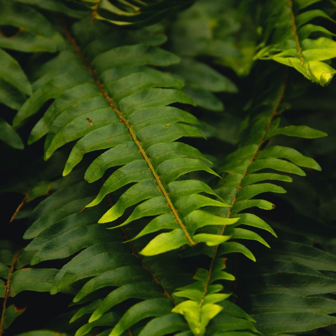 Sharktooth Fern Care Guide - Varnish + Vine