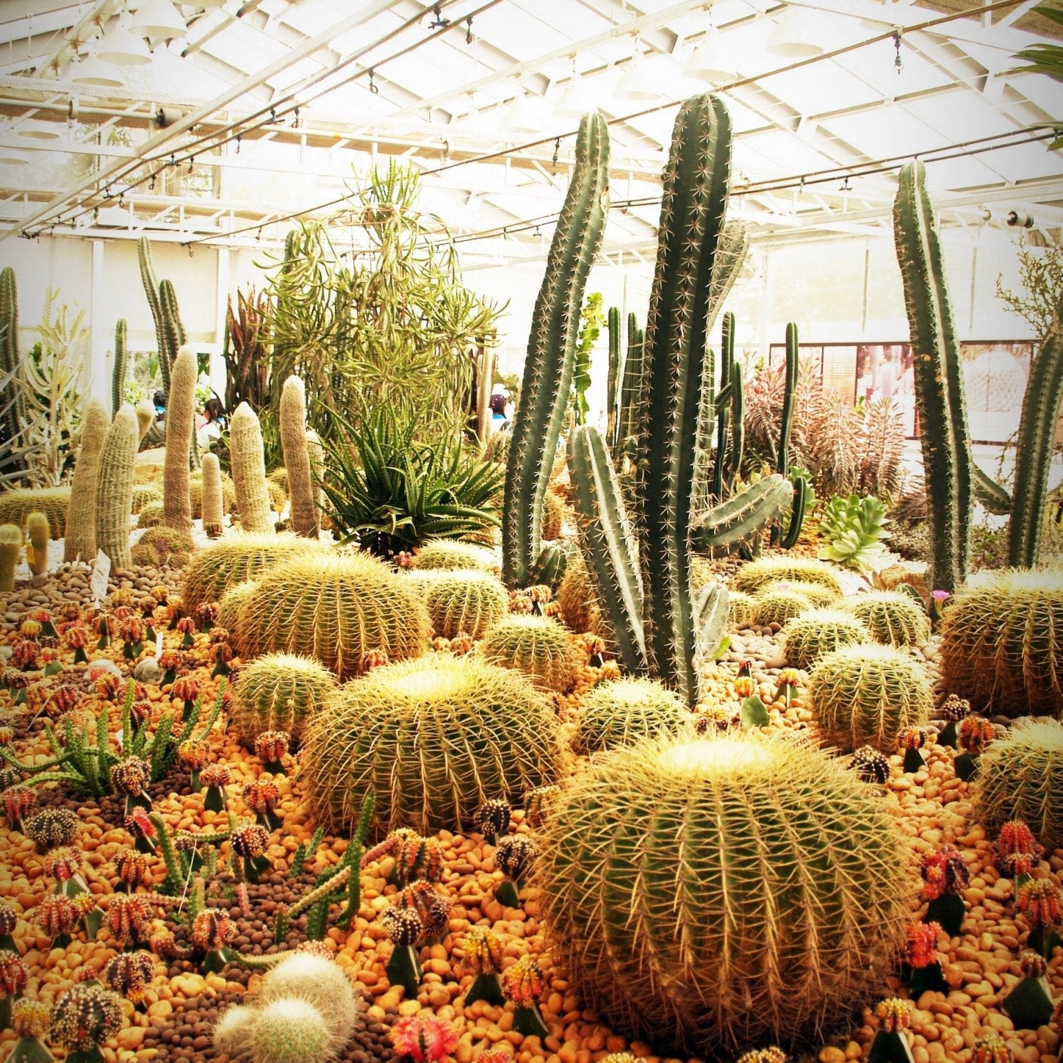 Should I Prune My Cactus? - Varnish + Vine