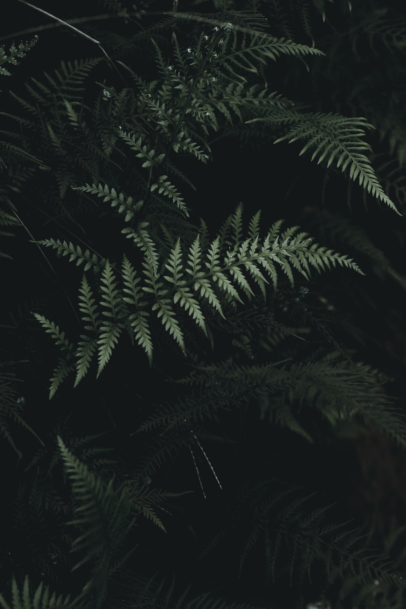 Silver Lace Fern Care Guide Varnish + Vine