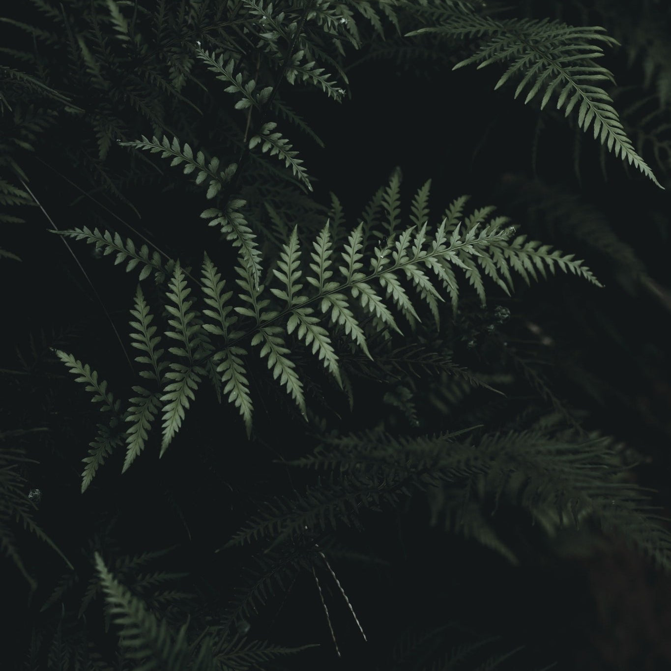 Silver Lace Fern Care Guide - Varnish + Vine