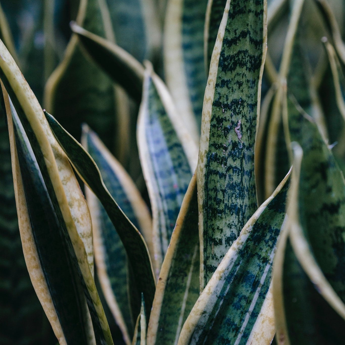 Snake Plants, Facts and Care - Varnish + Vine