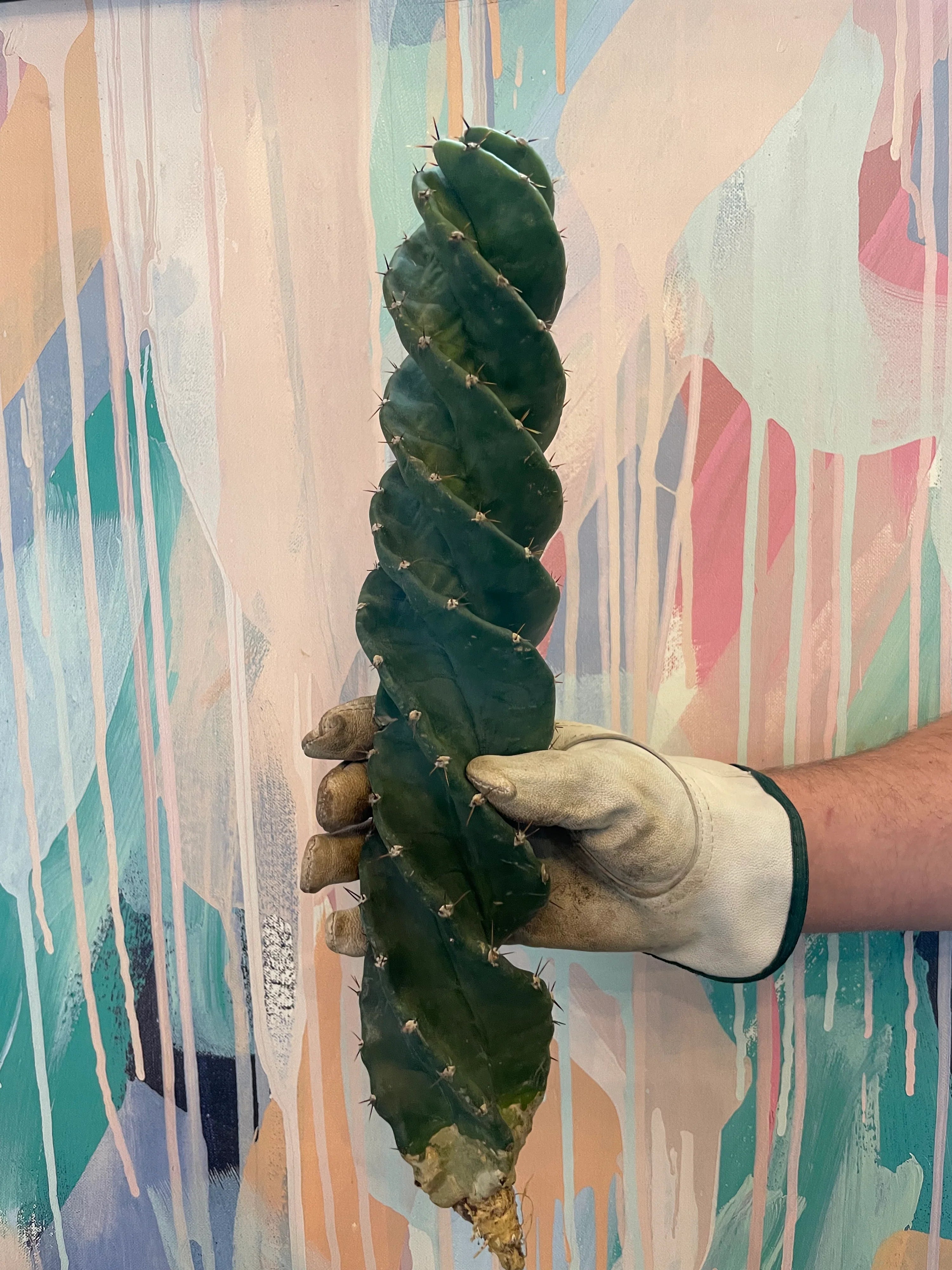 Spiral Cactus Care Guide - Varnish + Vine