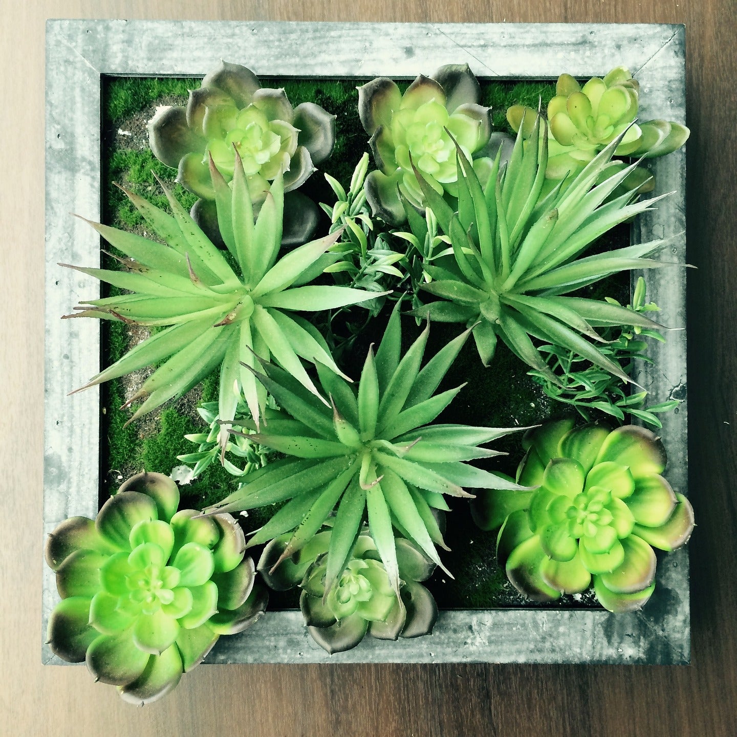 Succulent Propagation - Varnish + Vine