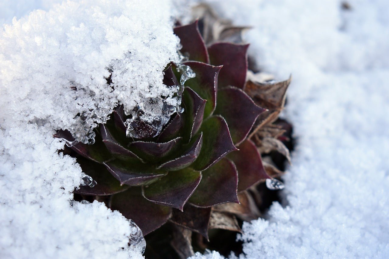 Summer Compared to Winter Succulent Care - Varnish + Vine