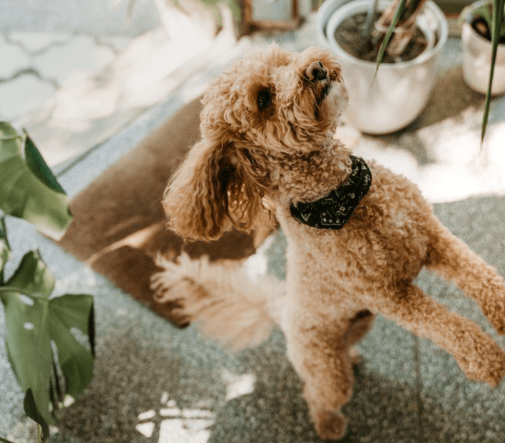 The Best Indoor Plants for Pet Owners: A Safe and Stylish Home - Varnish + Vine