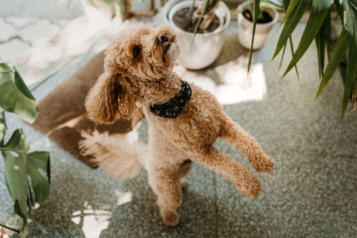 The Best Low-Maintenance Plants for Pet-Friendly Homes - Varnish + Vine