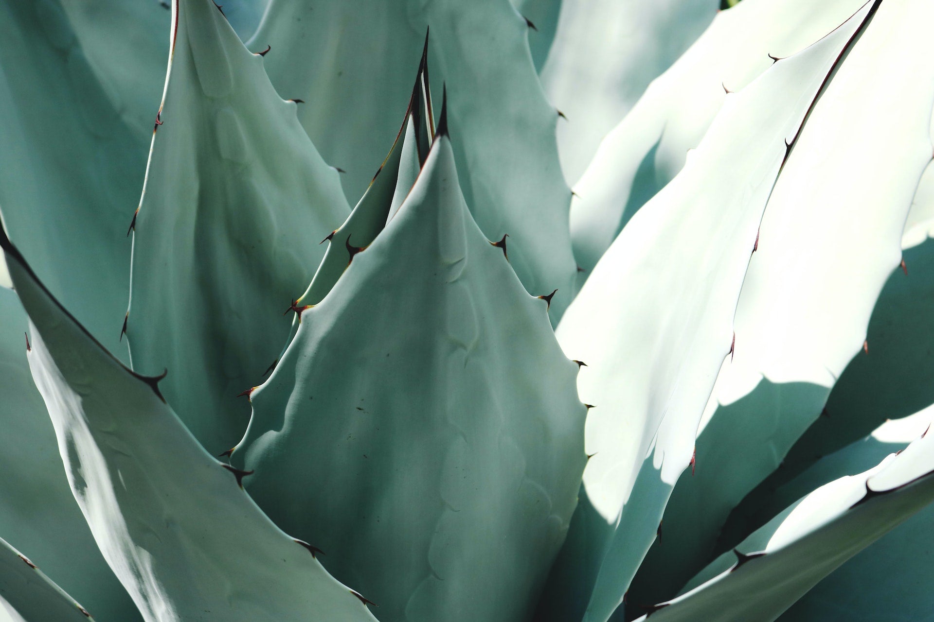 The Definitive Guide to Cactus Health - Varnish + Vine