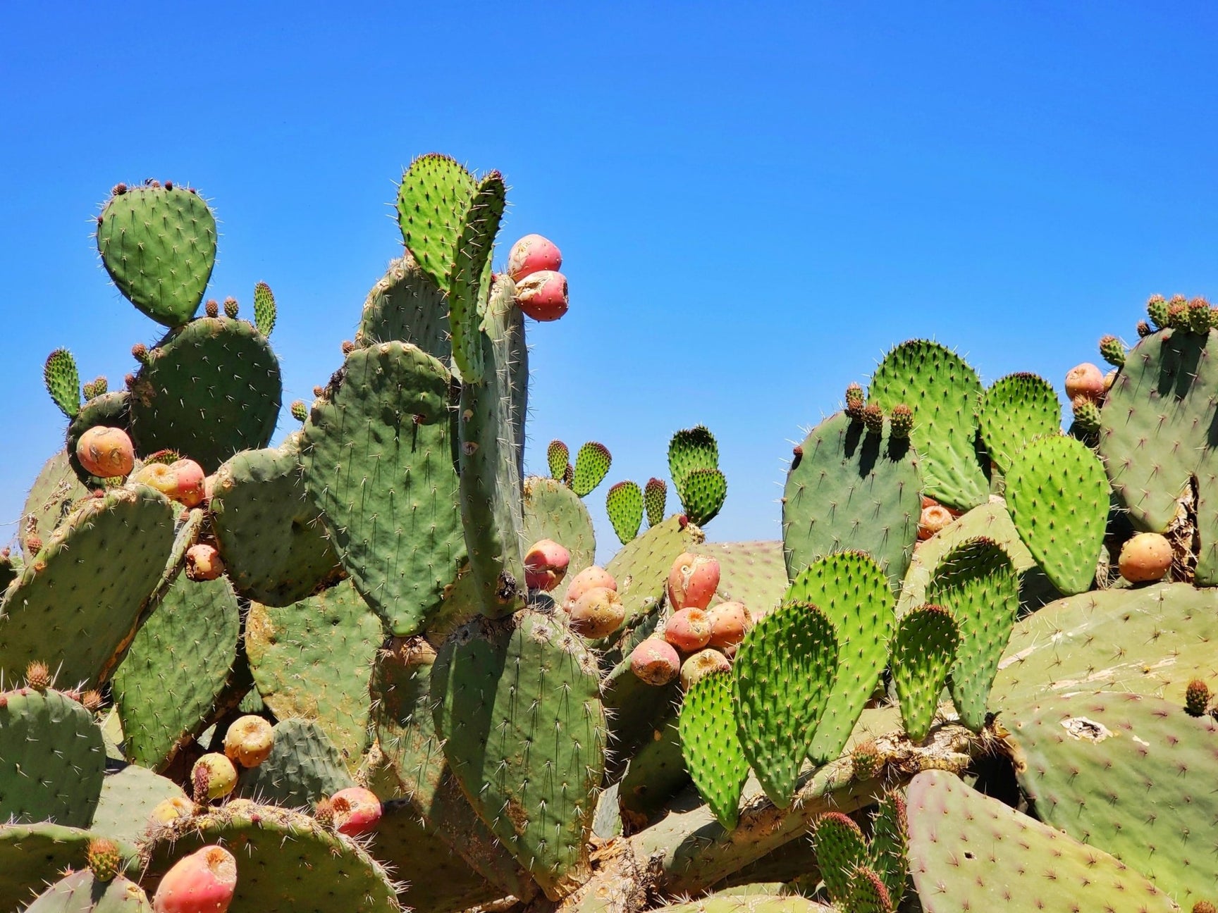 Peyote cactus used in traditional rituals and medicine