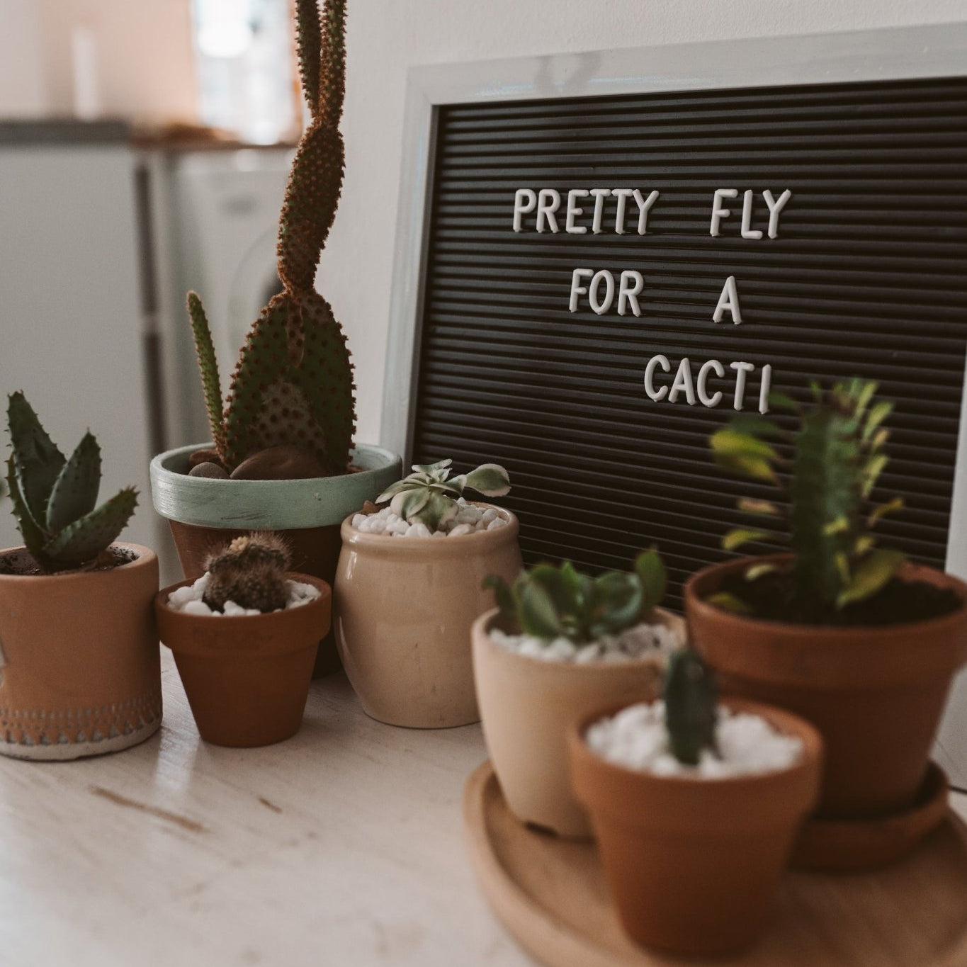 The Ultimate Guide to Planting Cacti and Succulents Together - Varnish + Vine