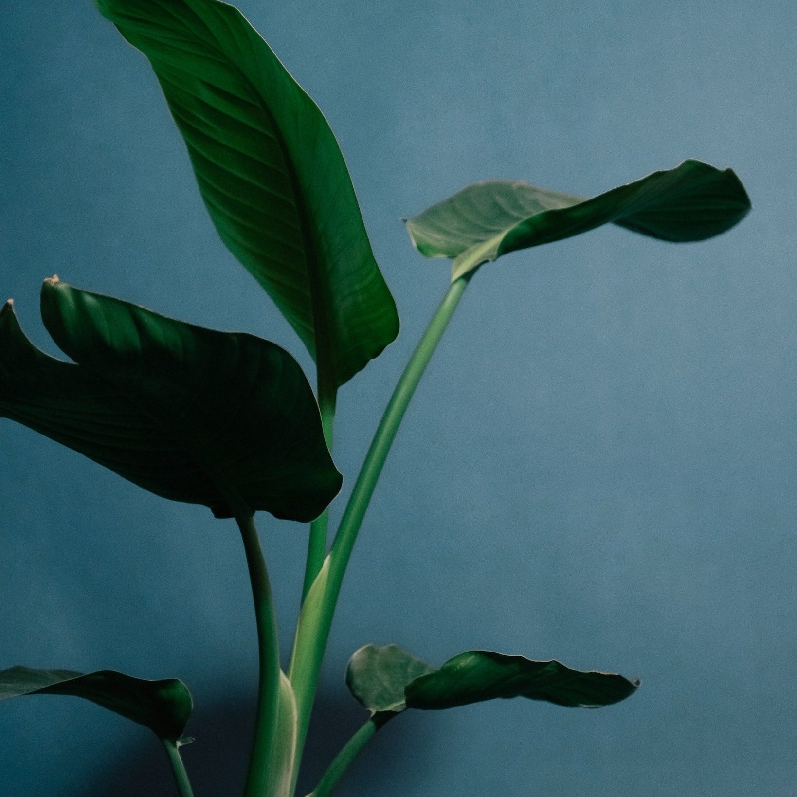 The White Bird of Paradise: A Care Guide - Varnish + Vine