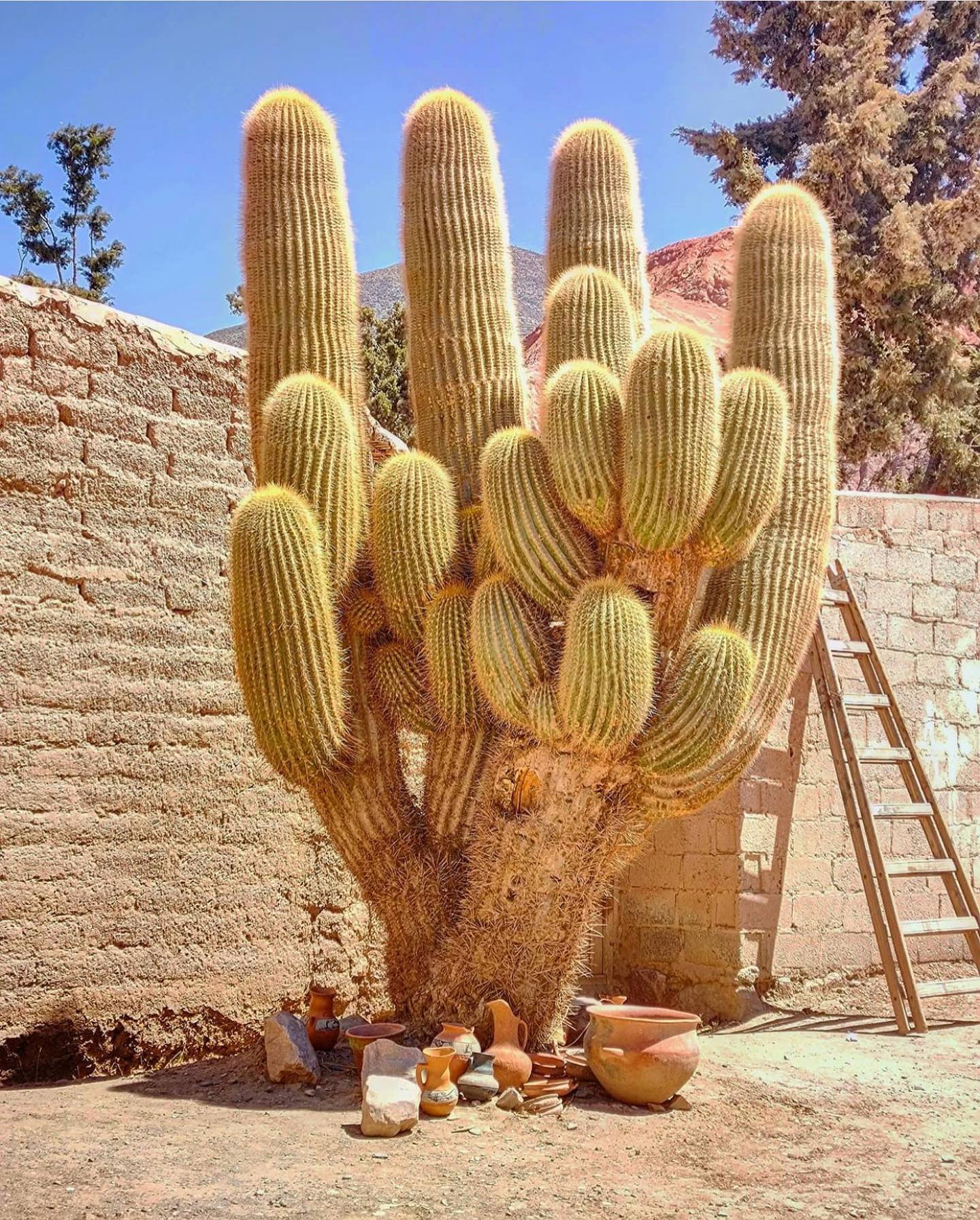 This colossal chunk of a cactus reminds - Varnish + Vine