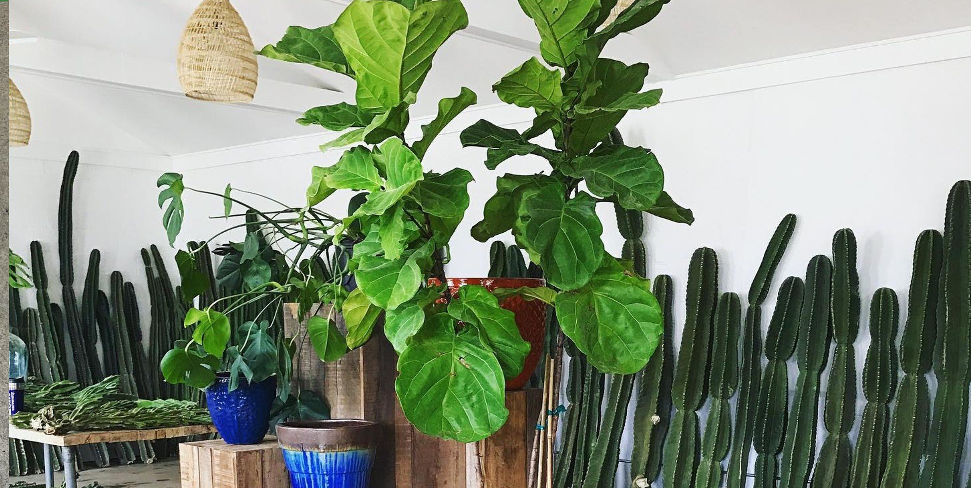 Tips to Decorate Home With Houseplants - Varnish + Vine