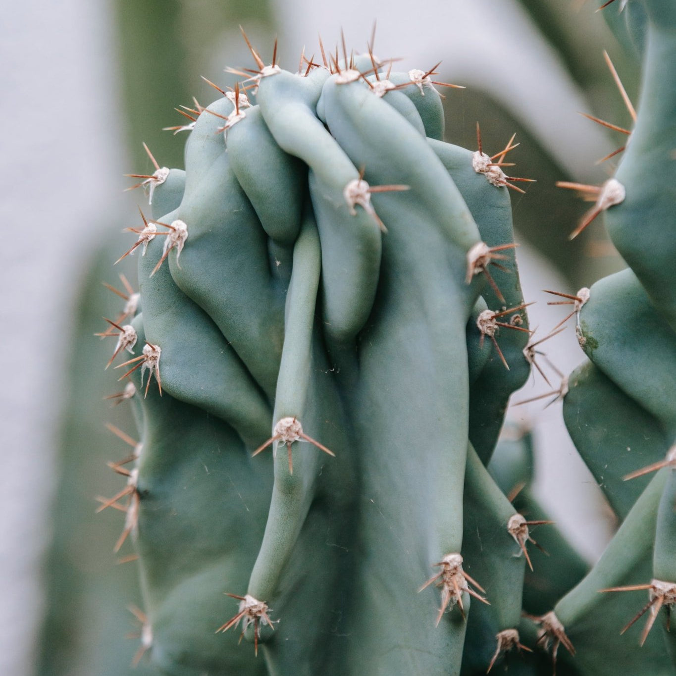 Twisty Peruvian Apple Cactus Care Guide - Varnish + Vine