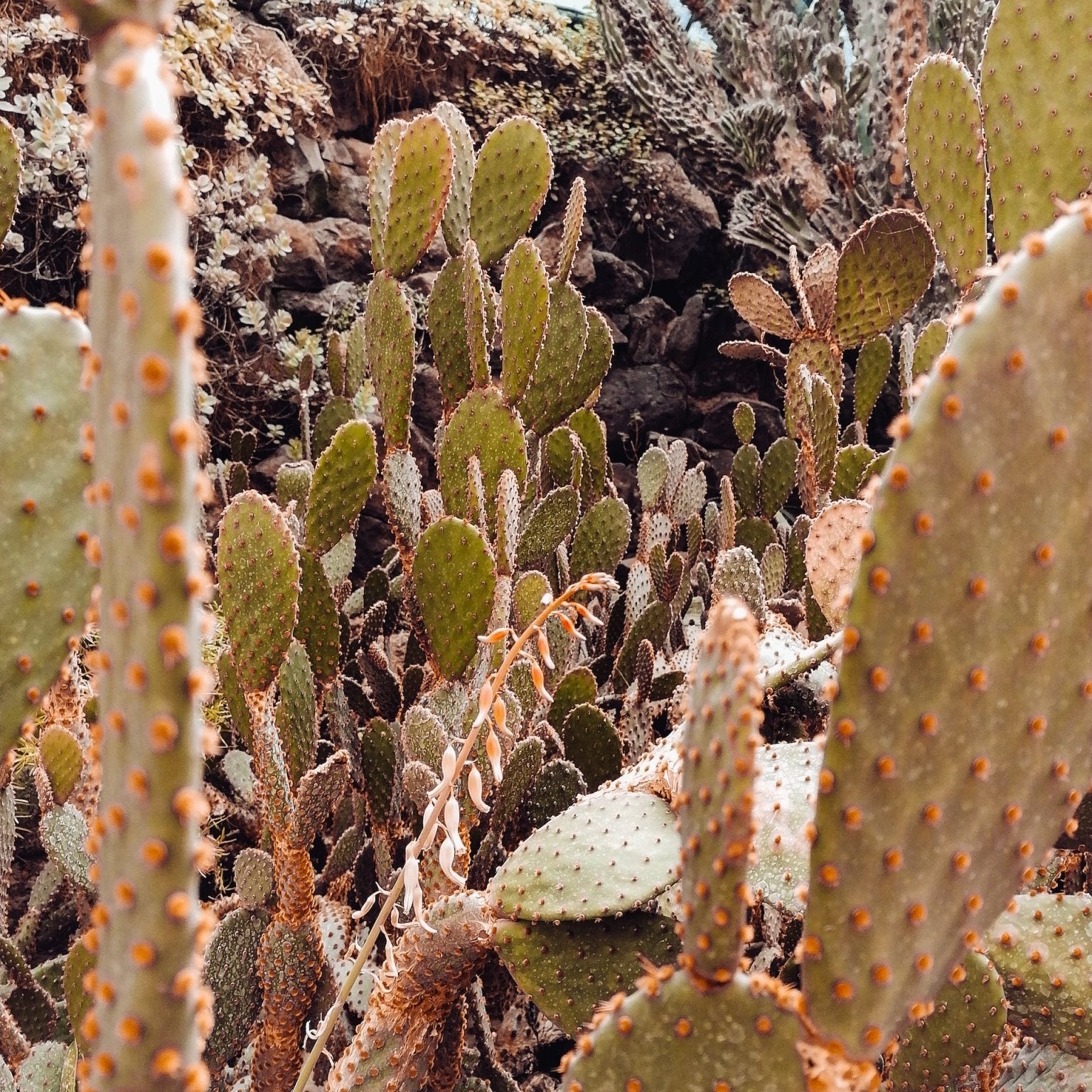 Unique Cacti for the Cacti Lover! - Varnish + Vine