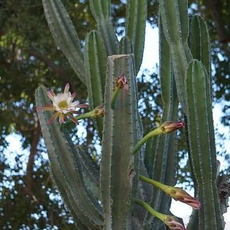 Wait The Peruvian Apple Cactus Produces Fruit? - Varnish + Vine