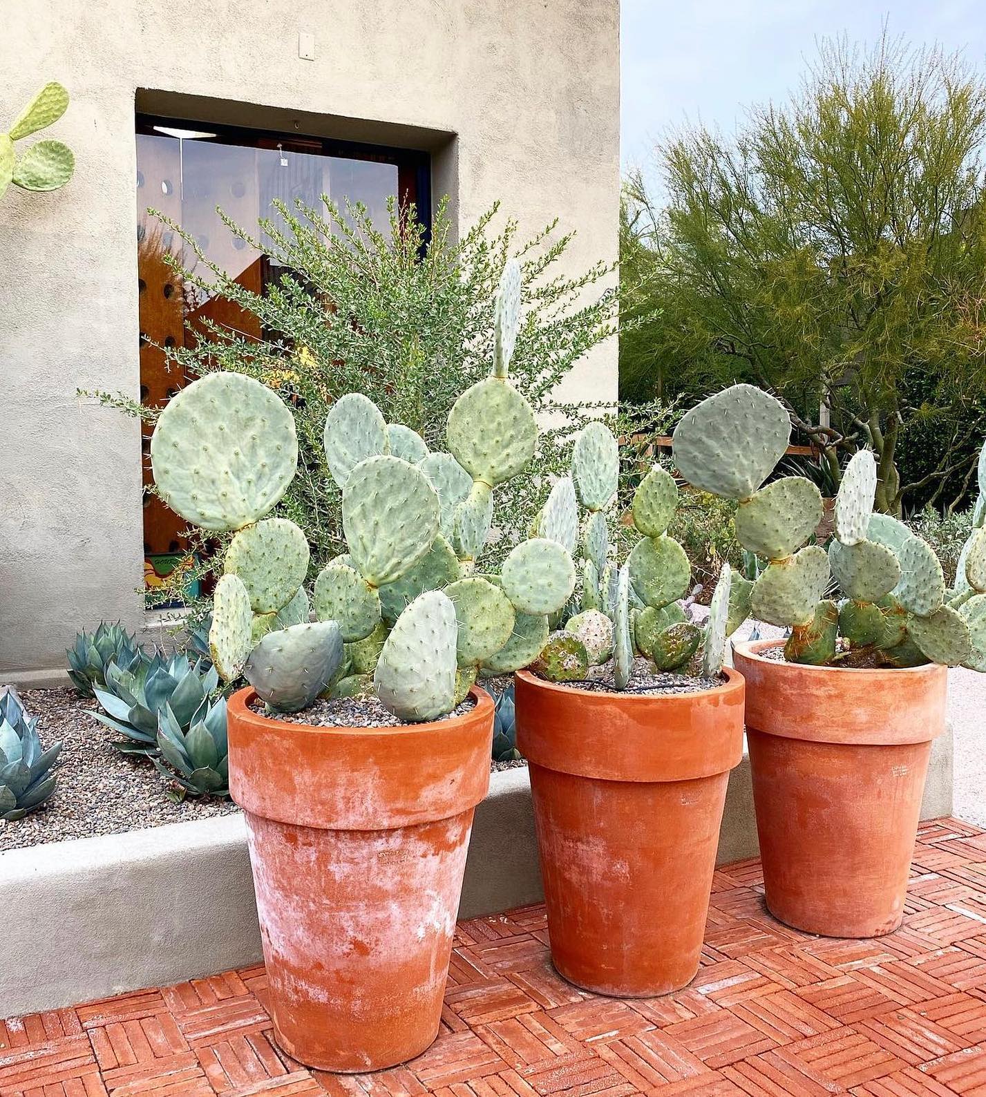 We are suckers for terracotta!  That cactus/pot contrast though 🤤 📸 @desertstyleaz 

❄️ Another reminder to bring your cacti inside for the winter ❄️ - Varnish + Vine