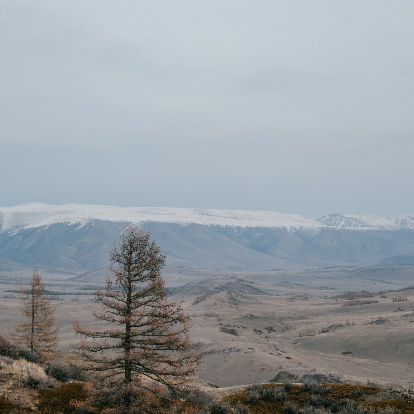 What are the Best Plants for Dry Climate Gardening? - Varnish + Vine