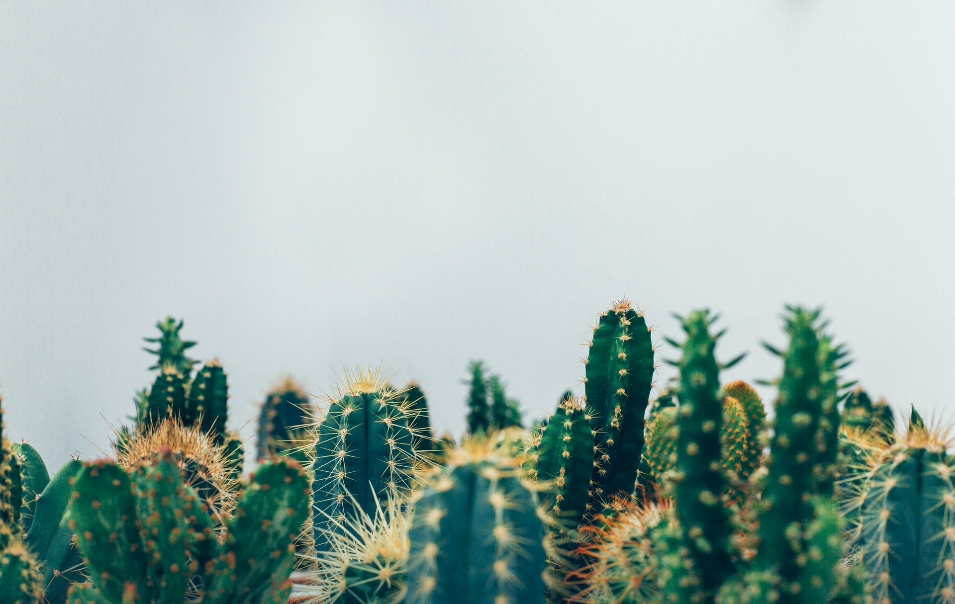 What Causes Cacti Browning - Varnish + Vine
