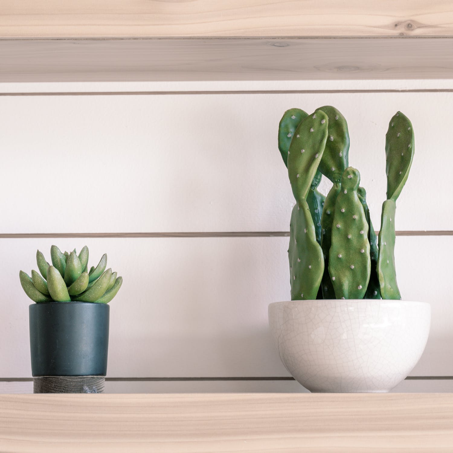 What Causes Root Rot? - Varnish + Vine