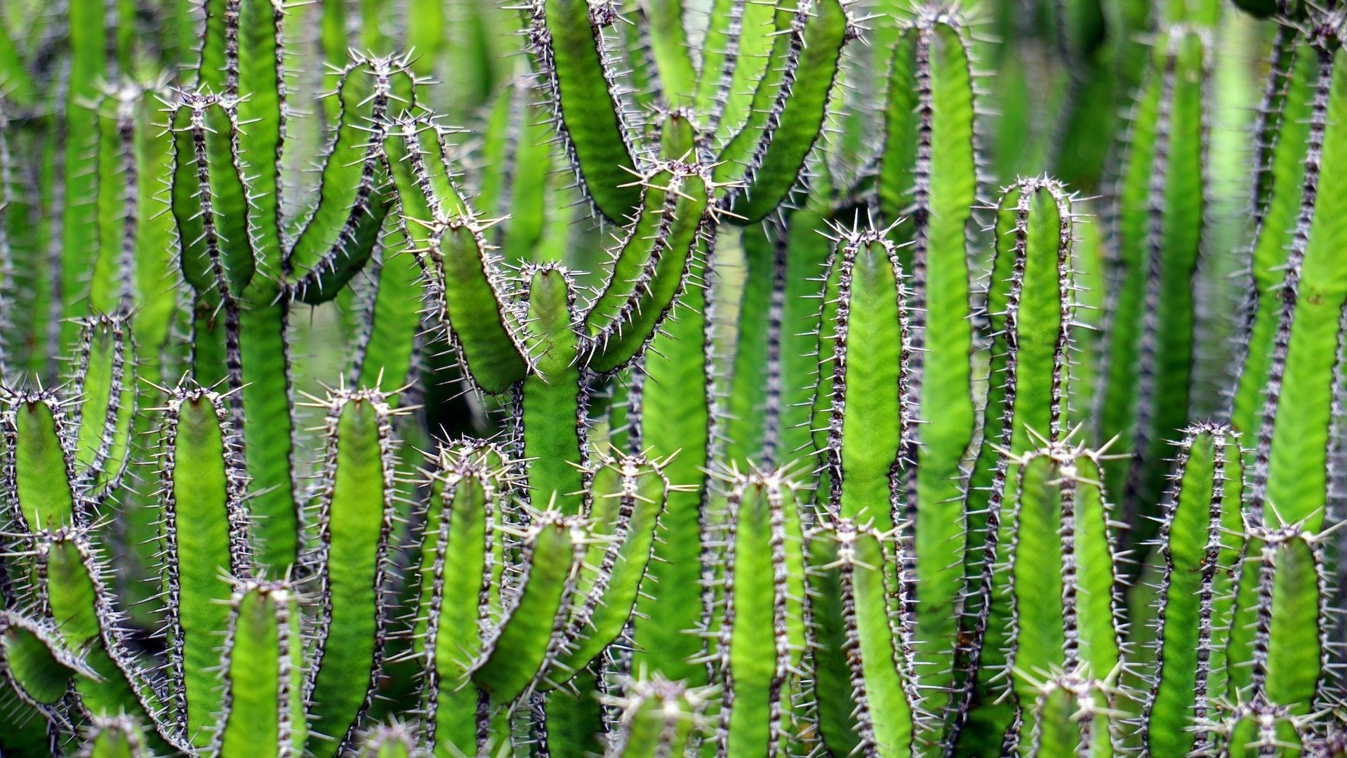 What is Cacti Cresting and Is it Harmful? - Varnish + Vine