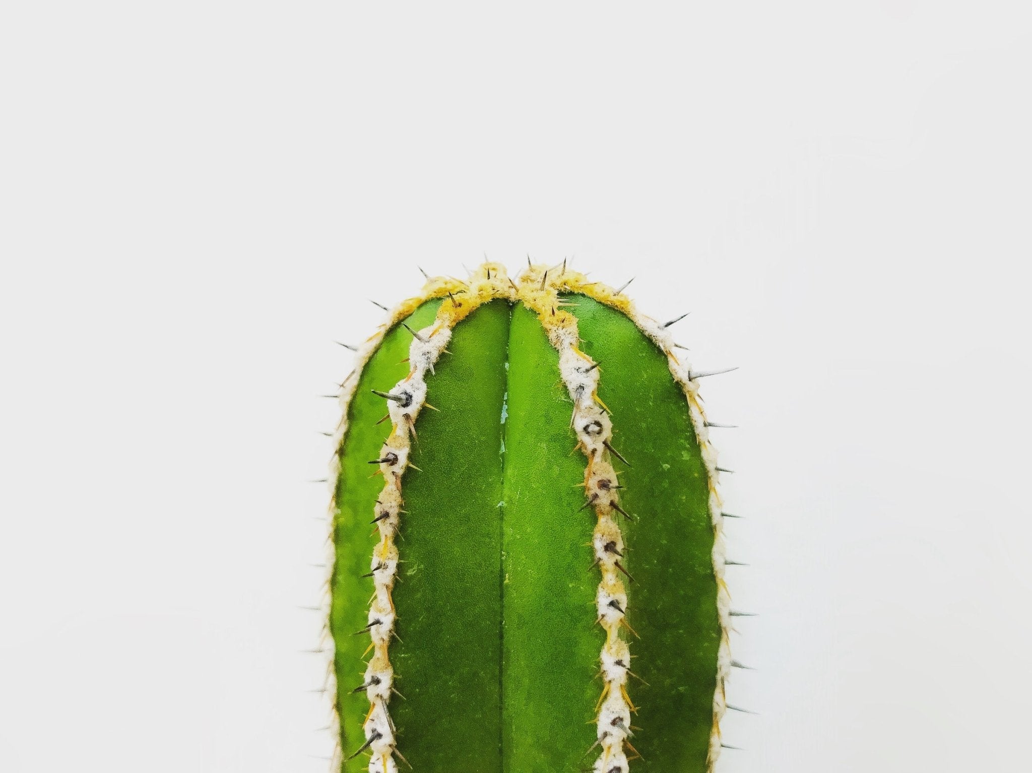 What Is Corking in Cacti? - Varnish + Vine