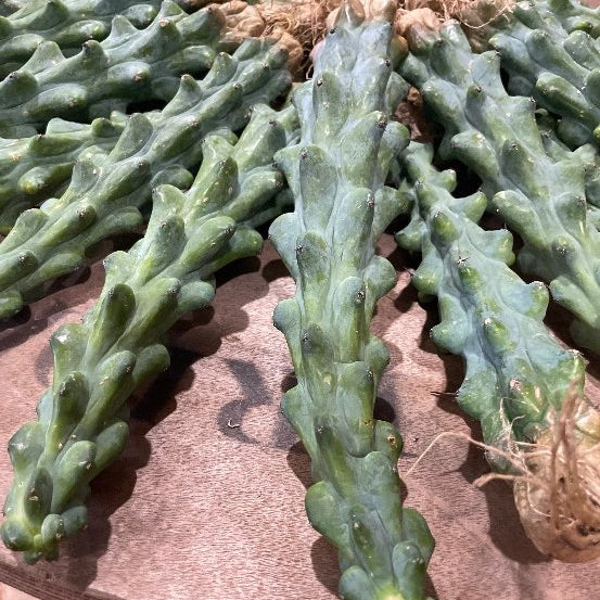 What is The Boobie Cactus? - Varnish + Vine