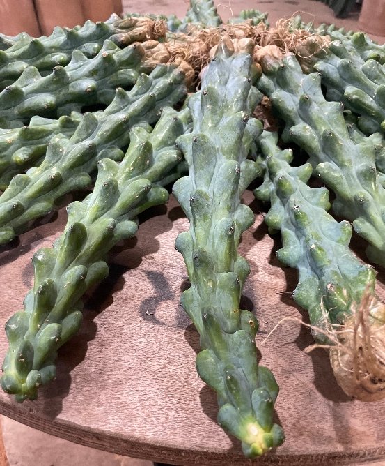 What is The Boobie Cactus? - Varnish + Vine