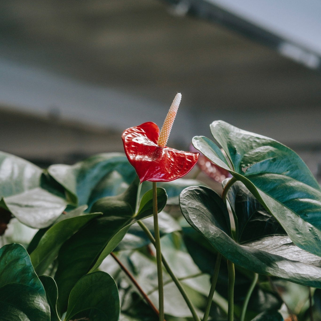 What is the Difference Between Anthurium Types? - Varnish + Vine