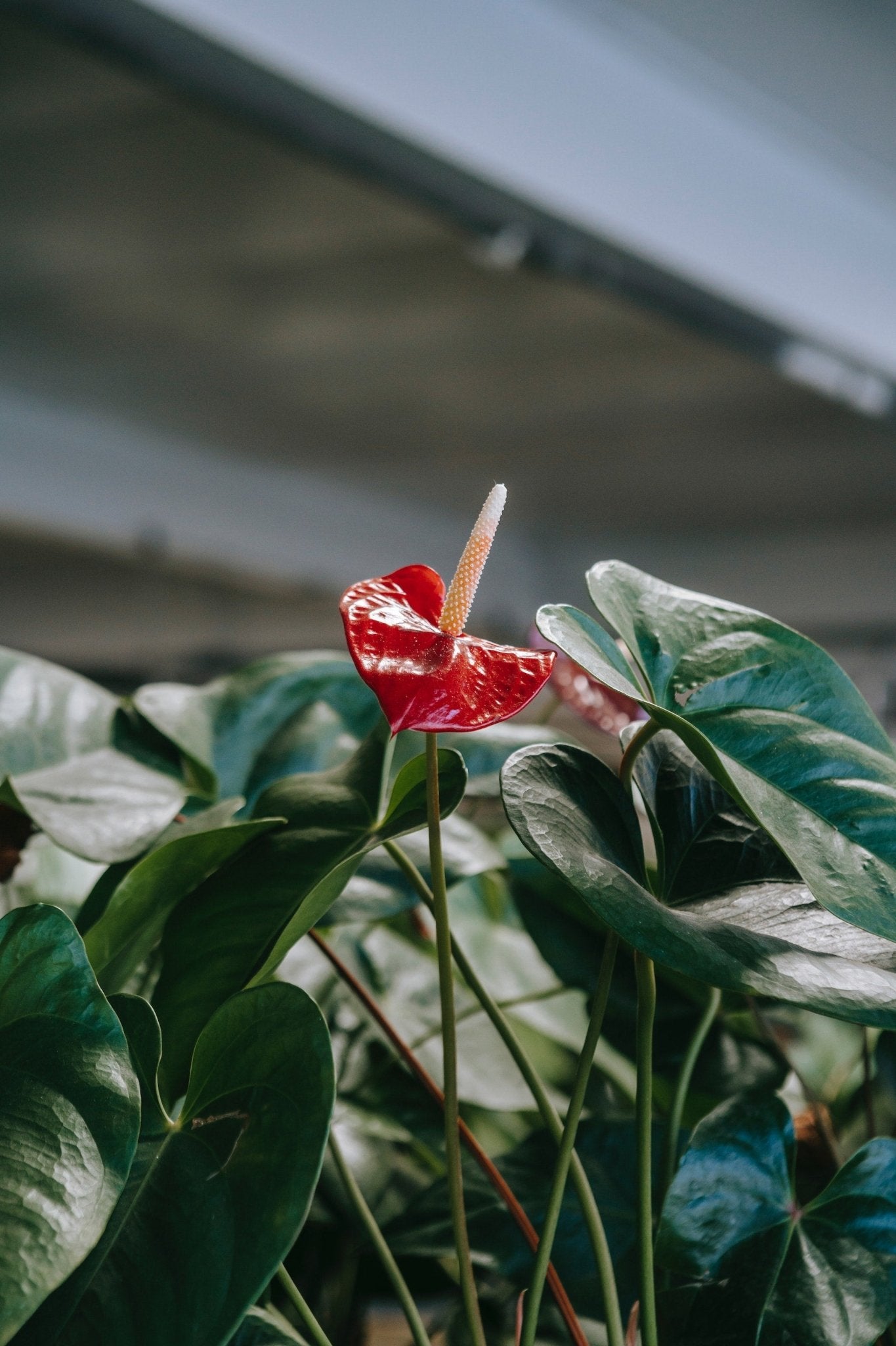 What is the Difference Between Anthurium Types? - Varnish + Vine