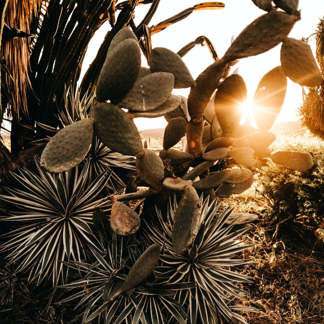 What is Xeriscaping and What are its Benefits? - Varnish + Vine