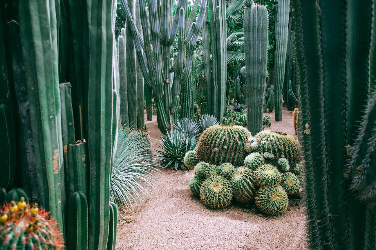 What's the Difference Between Cactus Species and Tropical Plants