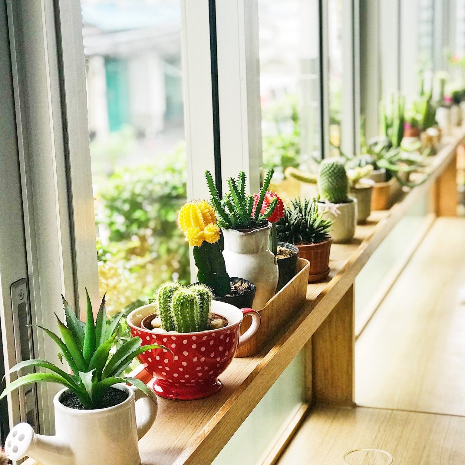 Why are Succulents are Great for Beginners - Varnish + Vine
