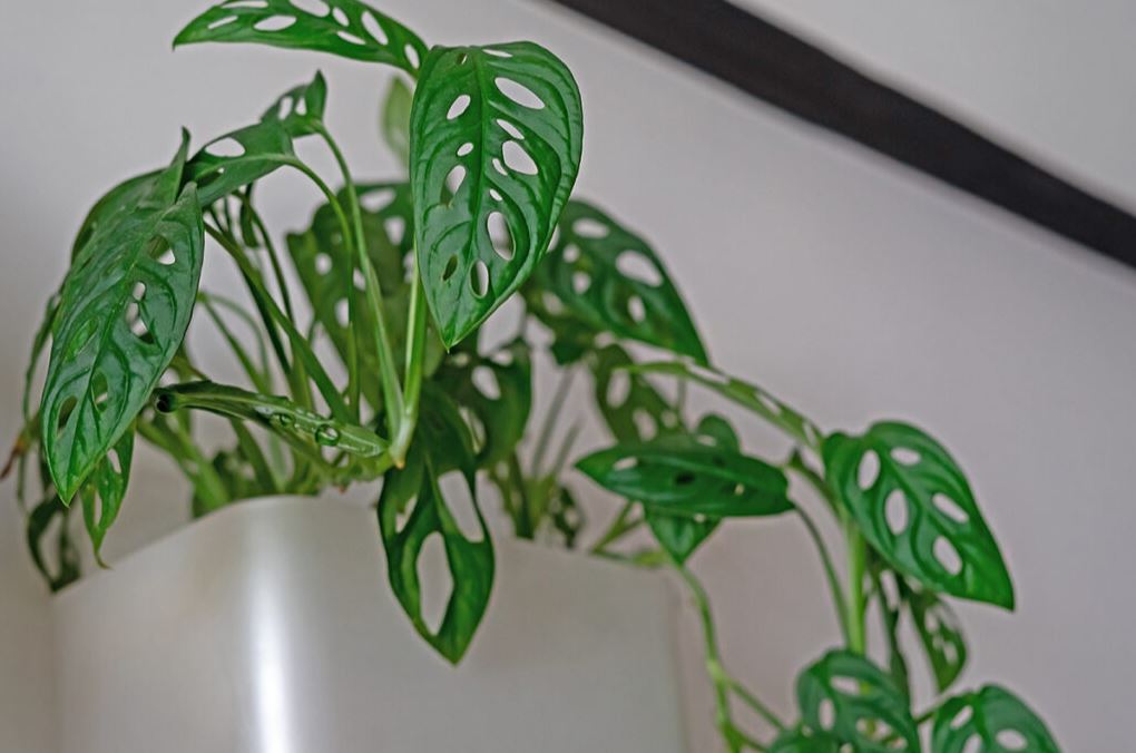 Why Does a Swiss Cheese Monstera Have Holes in its Leaves? - Varnish + Vine