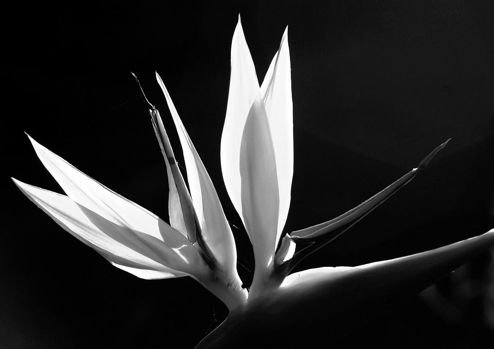 Why Is My White Bird of Paradise Not Blooming - Varnish + Vine