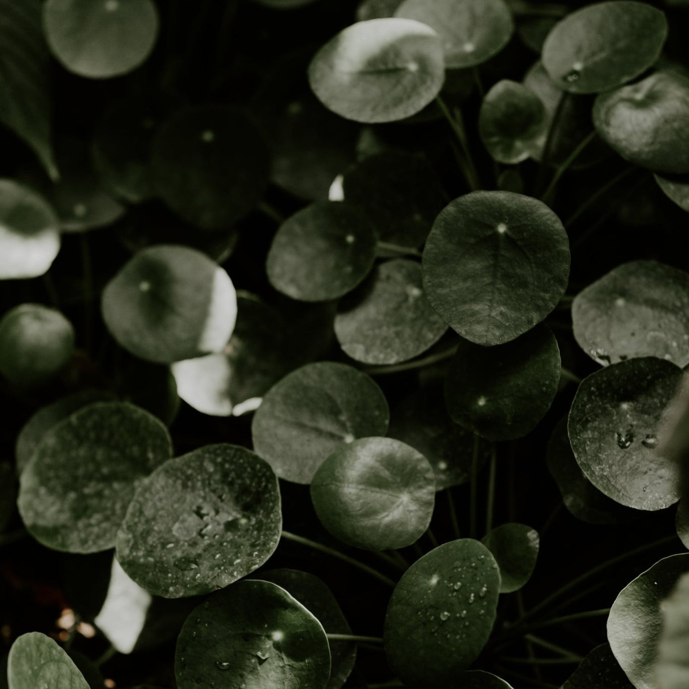 Why the New Year Money Plant is the Most Profitable Investment - Varnish + Vine