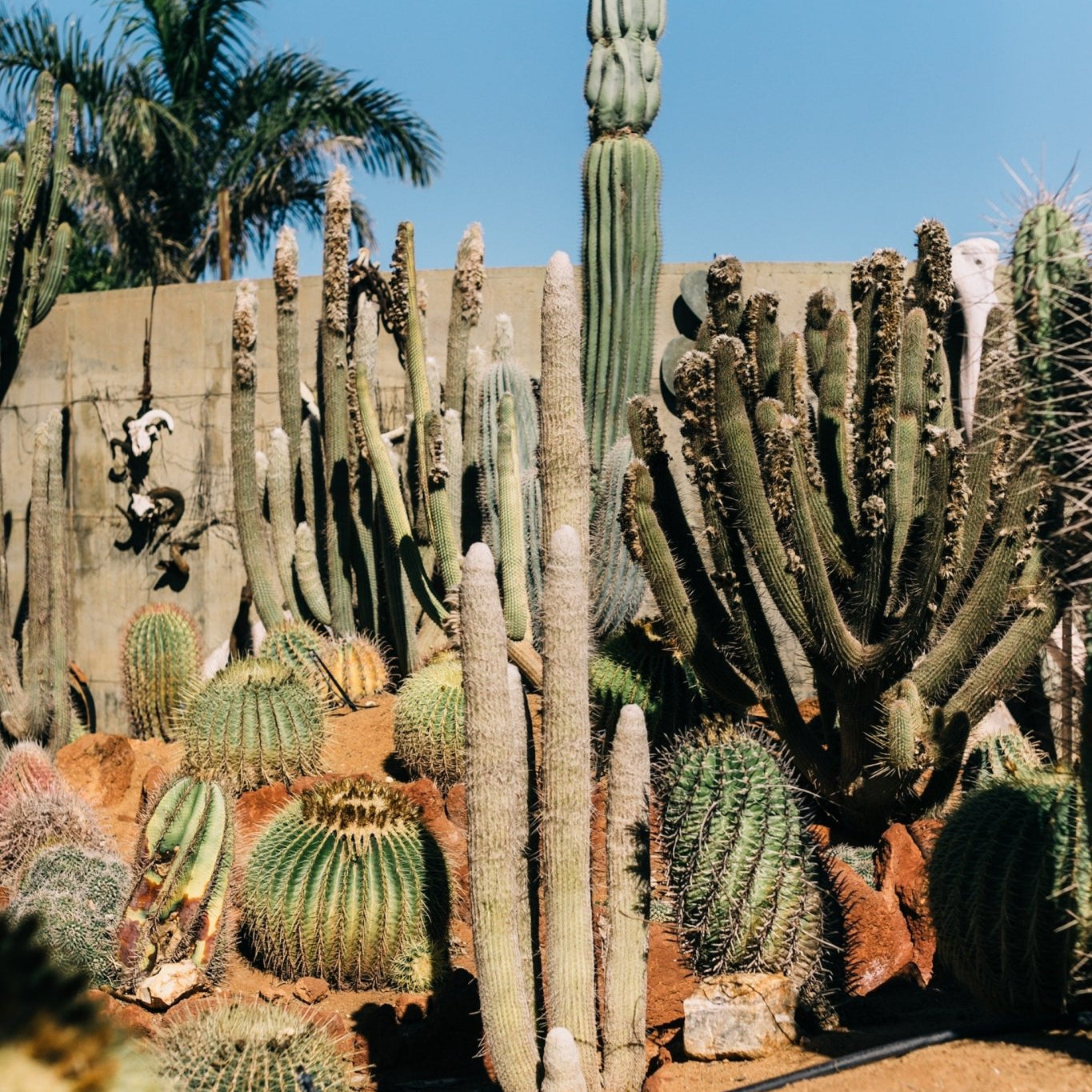 Xeriscaping: What is it and how is it Different From Zero Landscaping? - Varnish + Vine