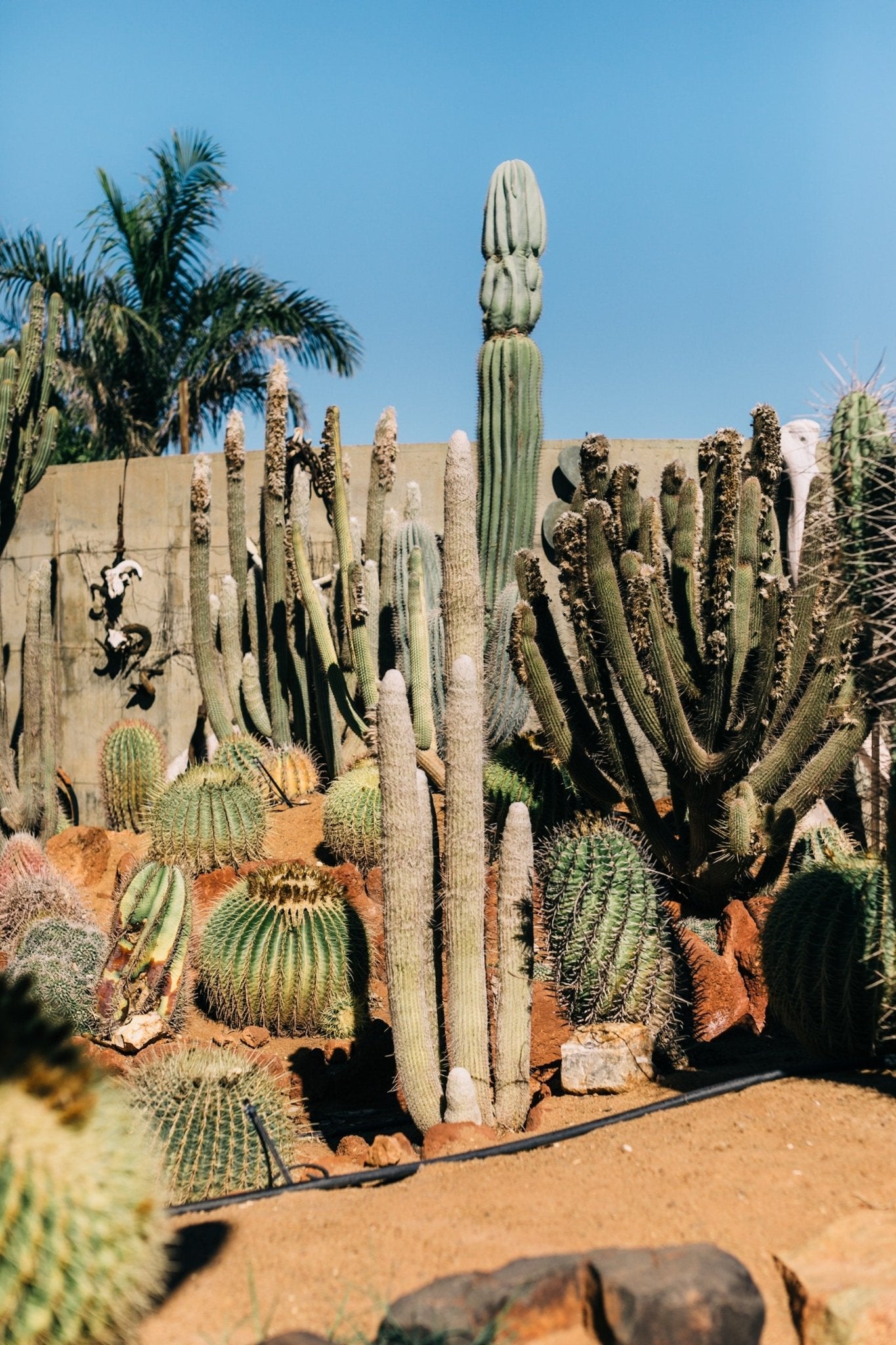 Xeriscaping: What is it and how is it Different From Zero Landscaping? - Varnish + Vine