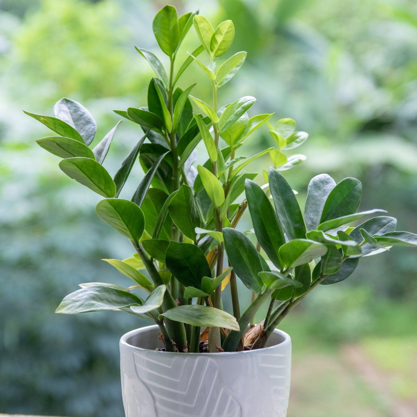 ZZ Plant, Care, and Common Problems - Varnish + Vine