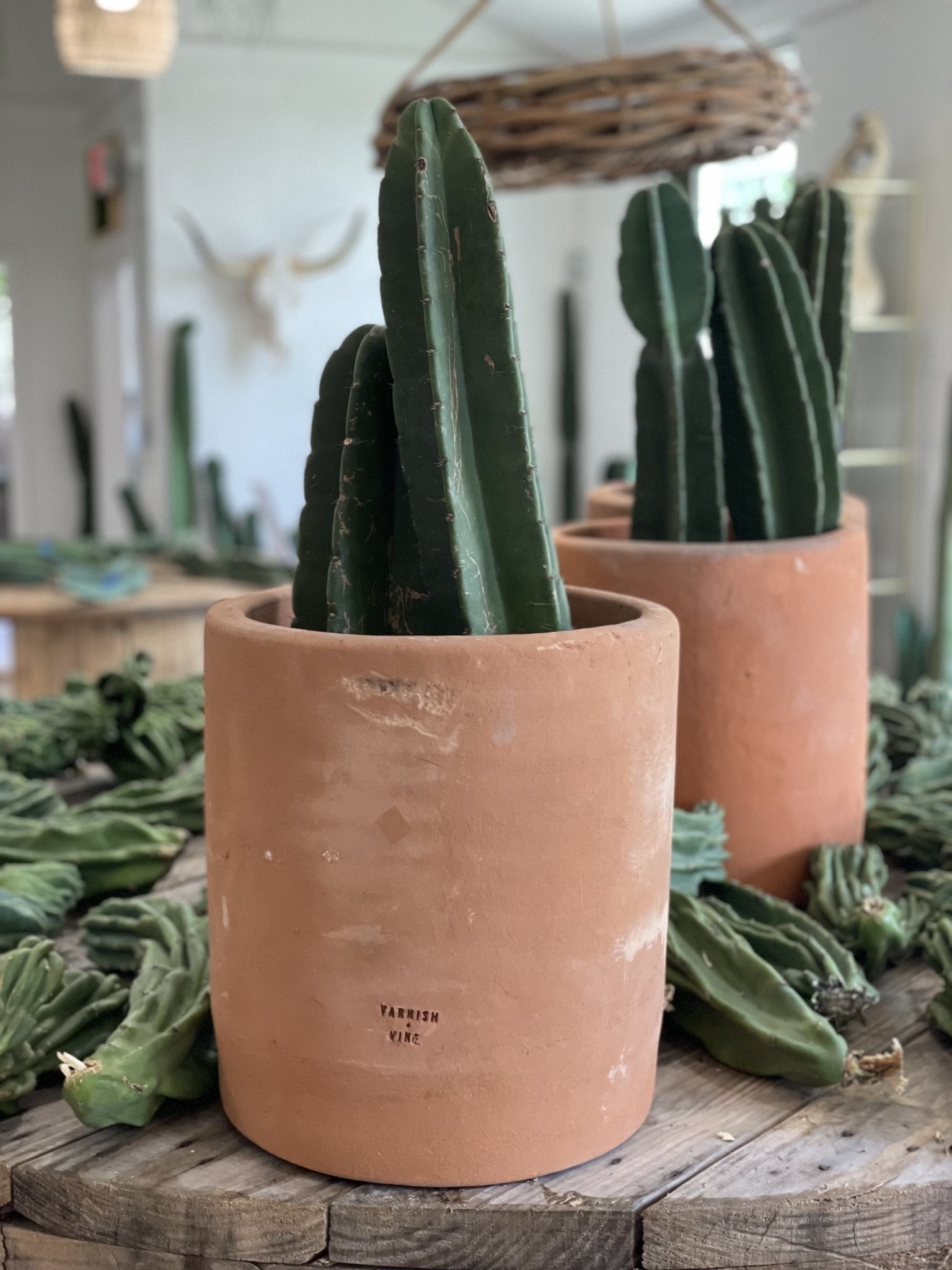 Cactus Kits | Varnish + Vine