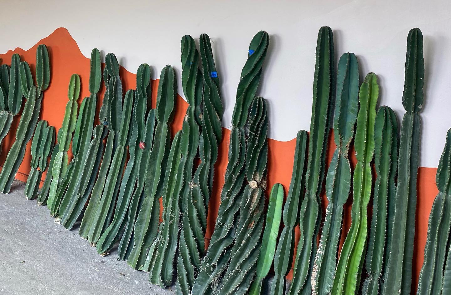 Classic Cuttings - Varnish + Vine