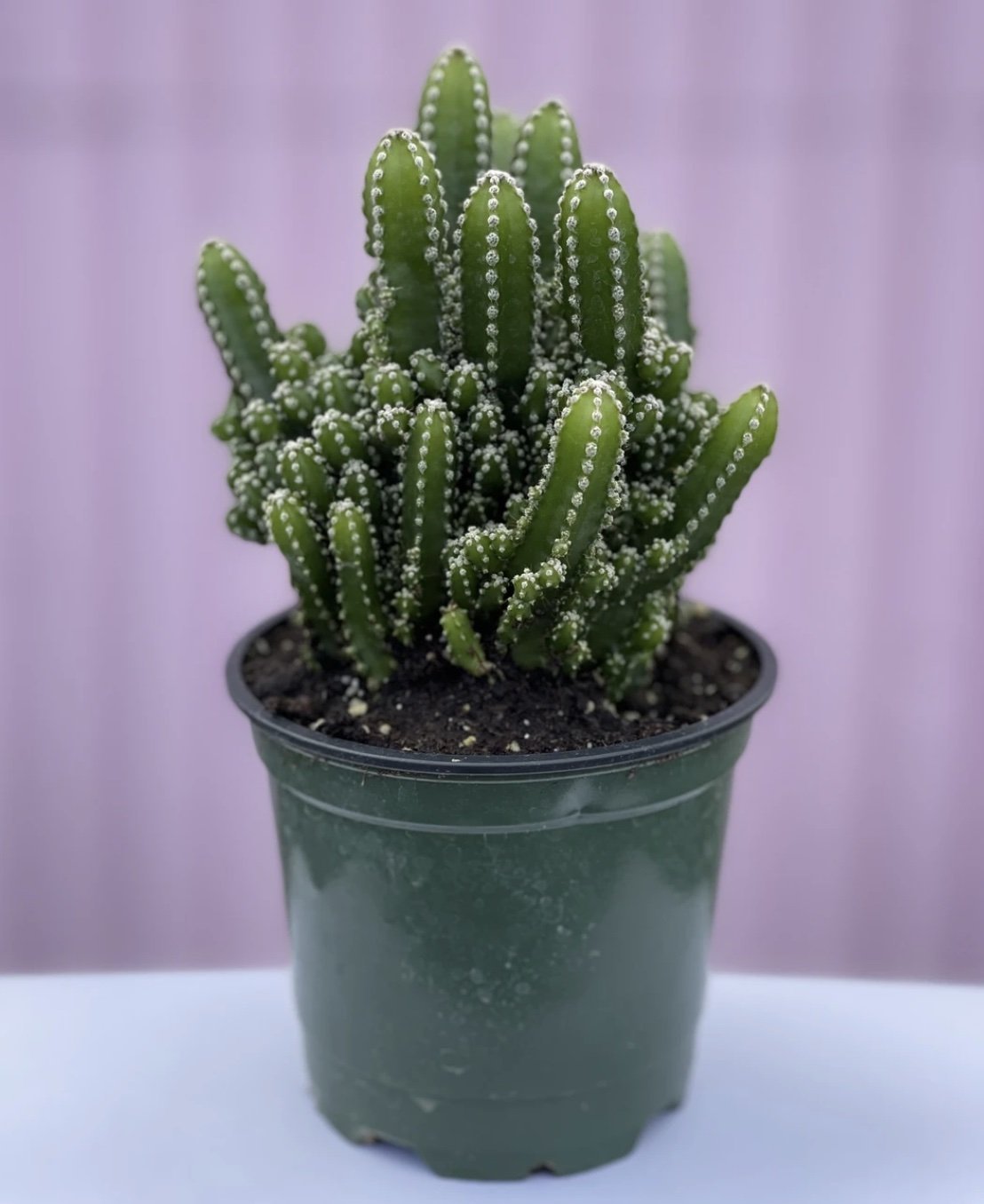 Rooted Cactus | Varnish + Vine