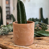 Small Peruvian Apple Cactus Cutting